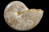 Polished Jurassic Ammonite Fossil - Madagascar #76990-1
